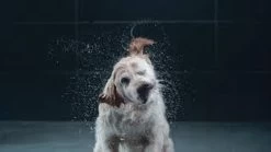 GROHE Euphoria SmartControl 310 Regendouche - CoolTouch - FastFixation - ø 31 Cm - Chroom 35 GROHE Euphoria SmartControl 310 Regendouche - CoolTouch - FastFixation - ø 31 Cm - Chroom -Grohe Winkel 1200x675 5