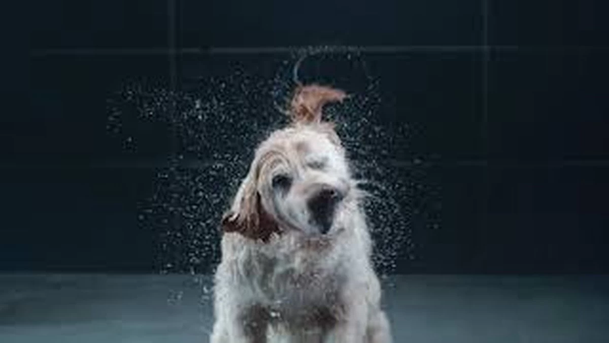 GROHE Euphoria SmartControl 310 Regendouche - CoolTouch - FastFixation - ø 31 Cm - Chroom 16 GROHE Euphoria SmartControl 310 Regendouche - CoolTouch - FastFixation - ø 31 Cm - Chroom - Image 16